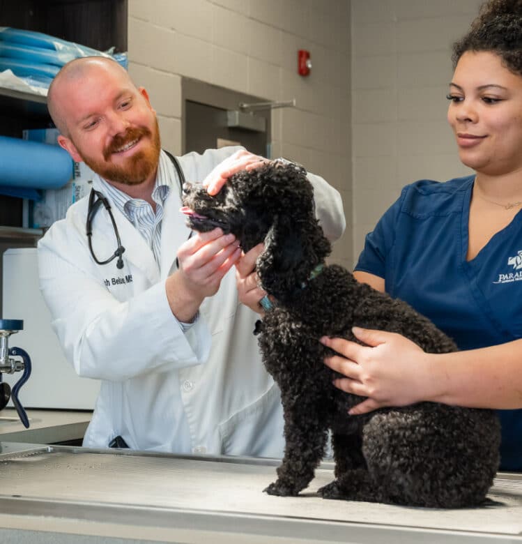Dog Wellness Exams - Paradise Animal Hospital