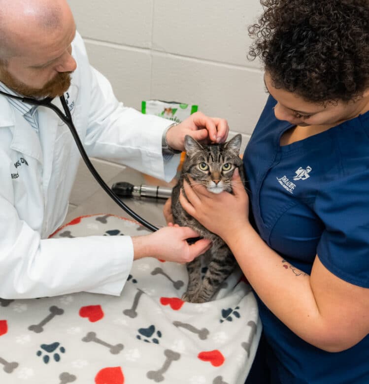 Cat Examinations - Paradise Animal Hospital