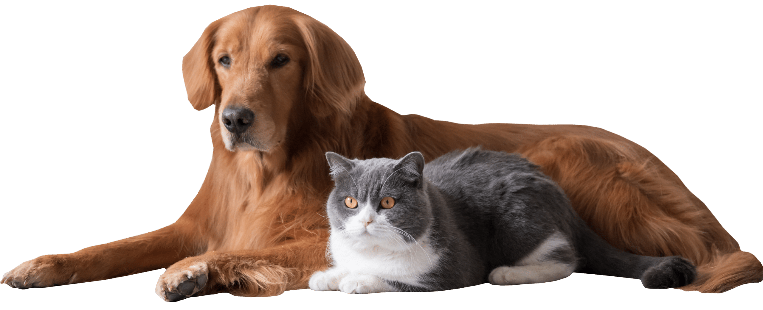 Dog and Cat Cuddles - Paradise Animal Hospital