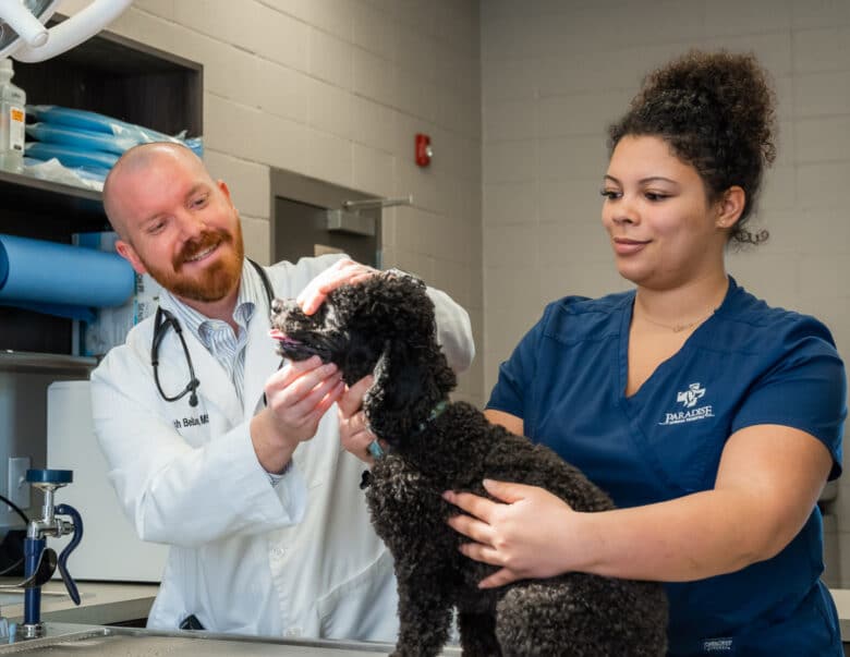 Veterinary Dentistry | Paradise Animal Hospital in Madison, AL