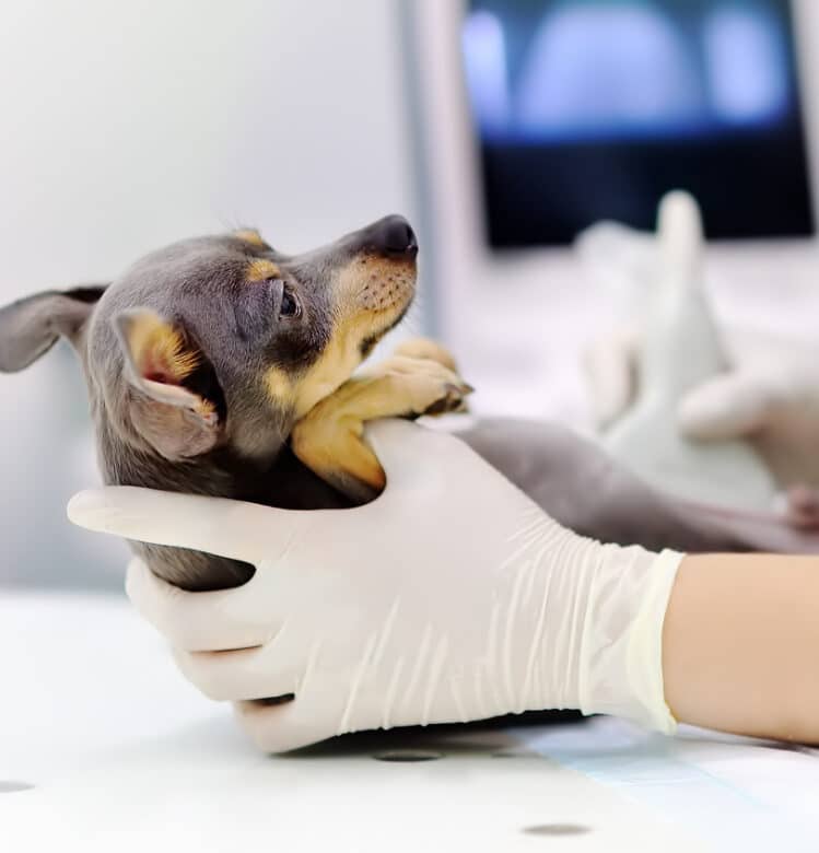 Healthy Puppies - Paradise Animal Hospital