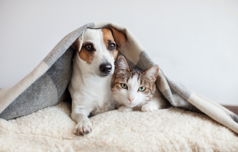 Dog and Cat Snuggles - Paradise Animal Hospital