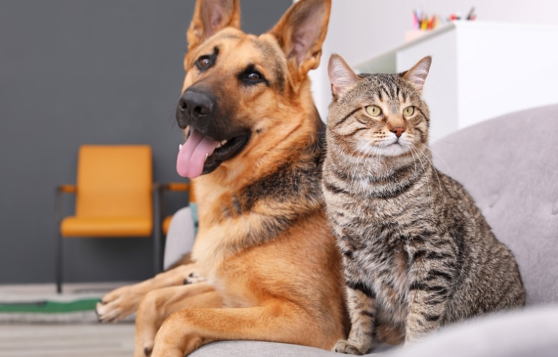 Dog and Cat Friends - Paradise Animal Hospital