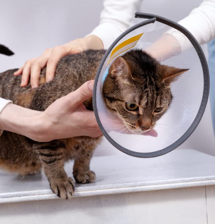 Cat Recovery - Paradise Animal Hospital